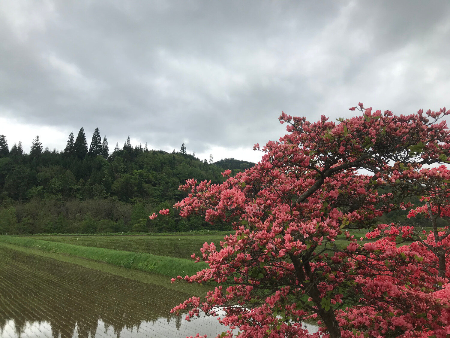 Azaleas and Rice Fields