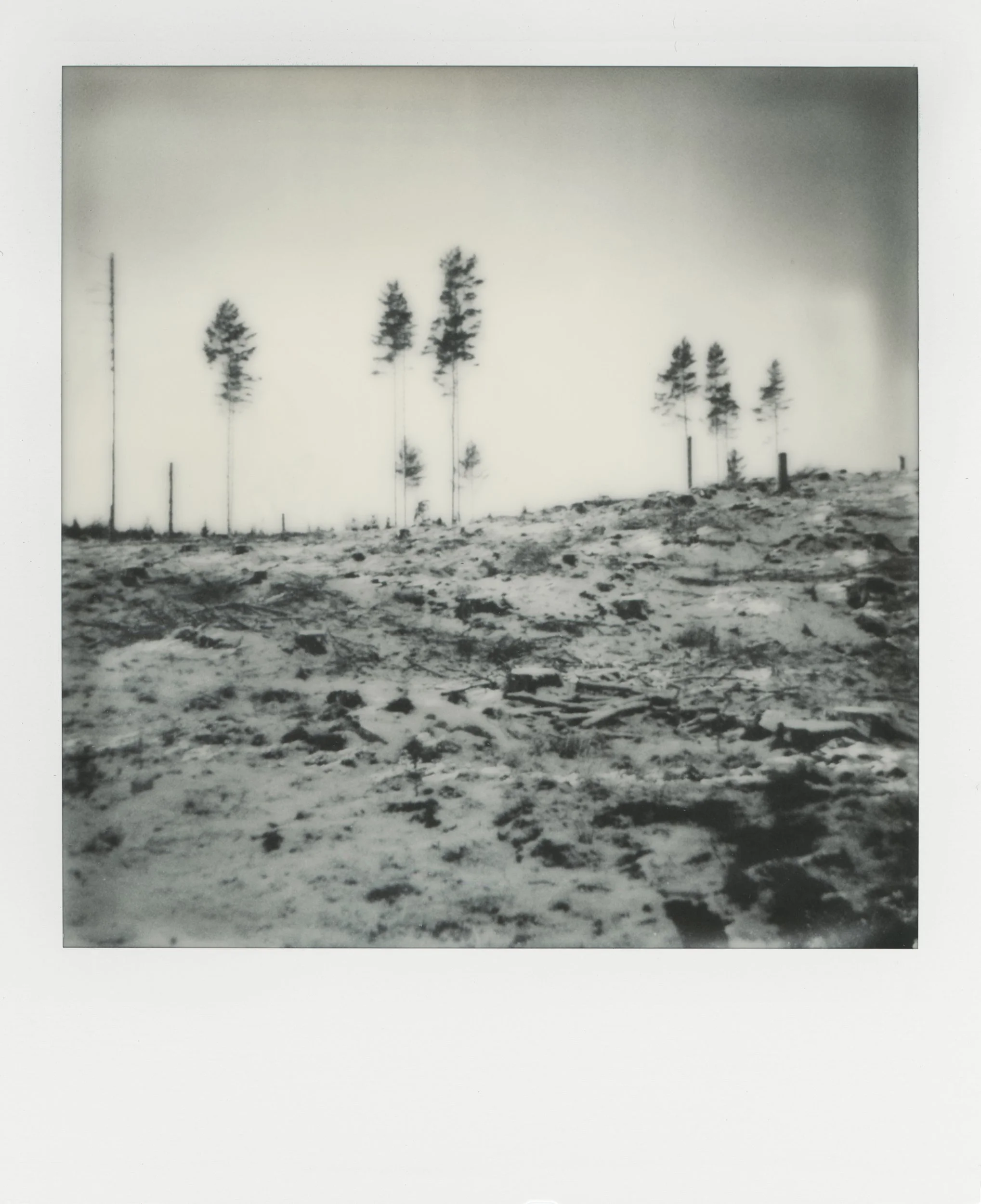abandoned trees03.jpg