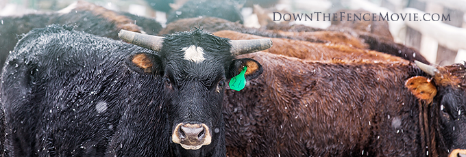 DTF-steer.png