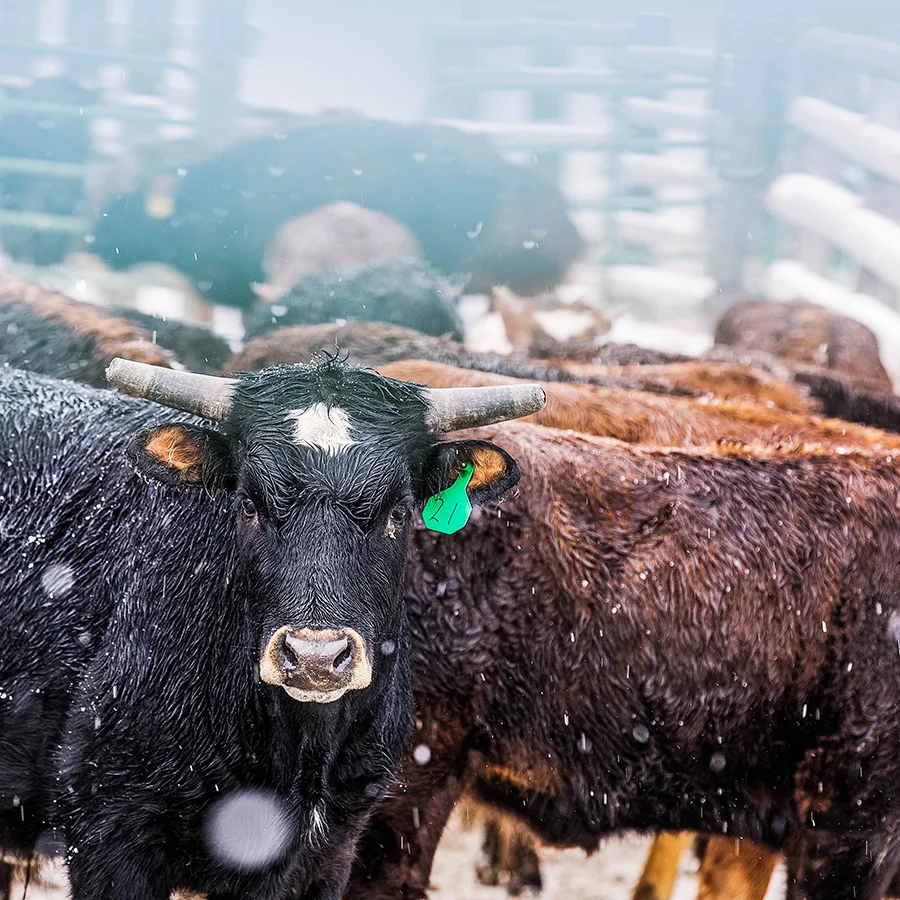 Steering Down the Fence in the Right Direction