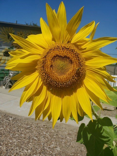northville sunflower.jpg