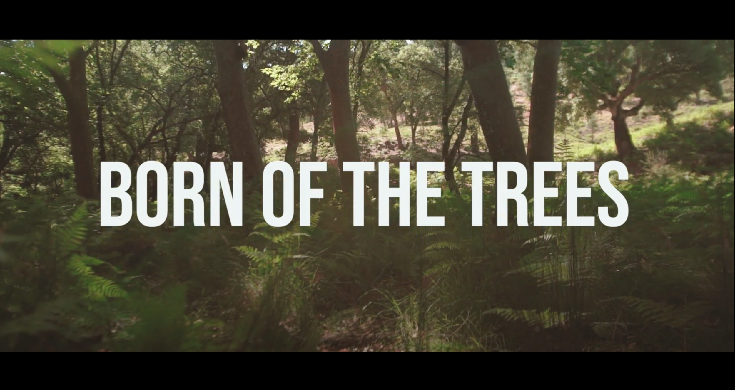 Born of the trees still 2.png