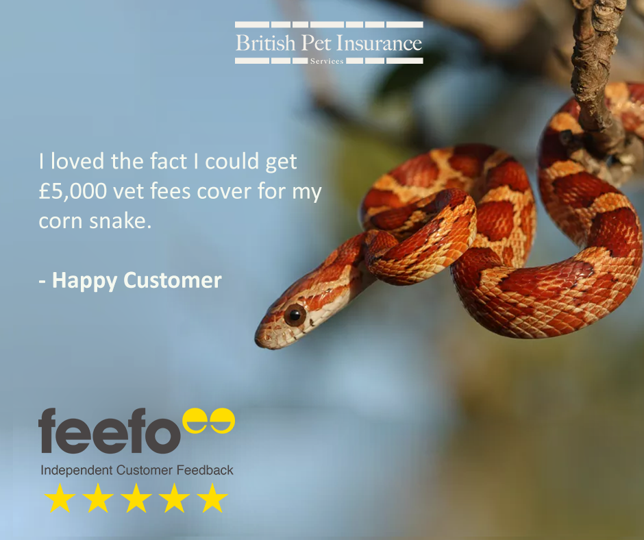 British Pet Insurance review