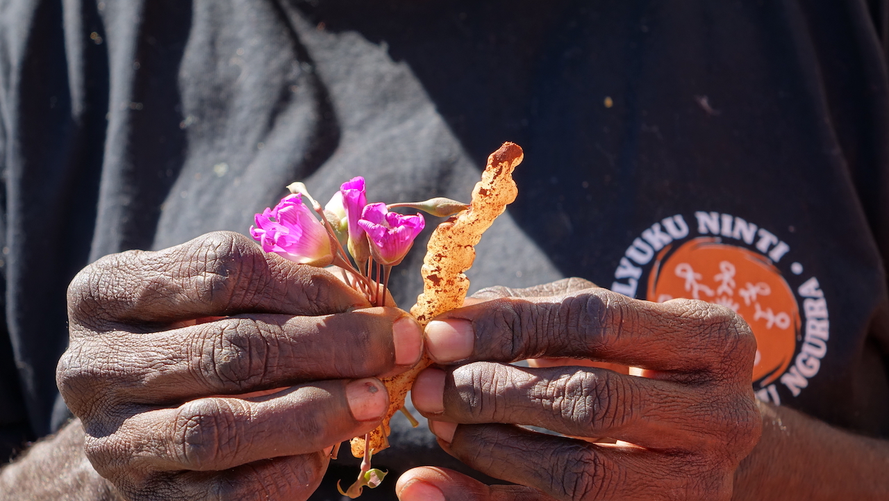 Pipijali (Bush carrot, Caladrinia balonensis) is a cryptic bush food that women value. Increasingly, land management accounts for diverse bush food species.