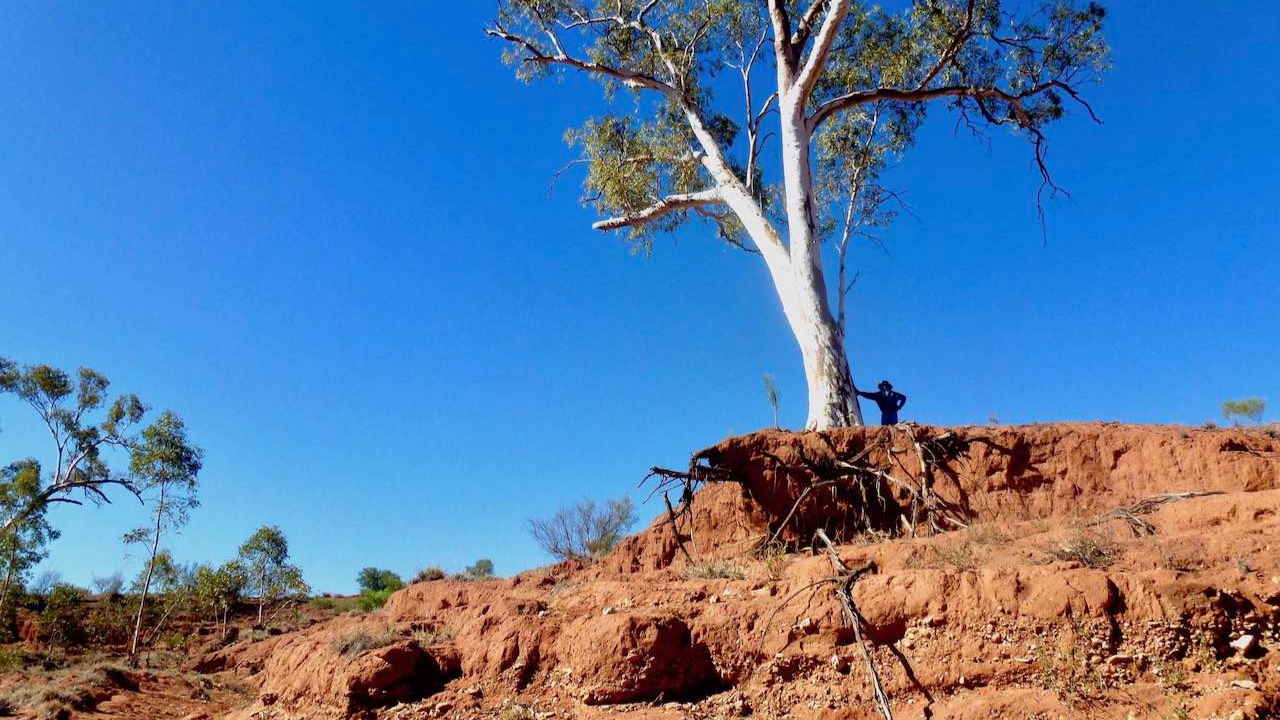 Arrernte ranger Gibson John by an Apere (River red gum) exposed by erosion of Yam Creek. Extreme changes from horses, cattle and altered vegetation and rainfall regimes under climate change (2015).