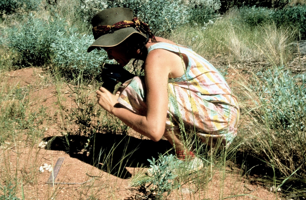 1987 Photos of Lunki (Witchetty grubs) aid in identification and give visual evidence of Martu bush food use (photo by John Walsh)