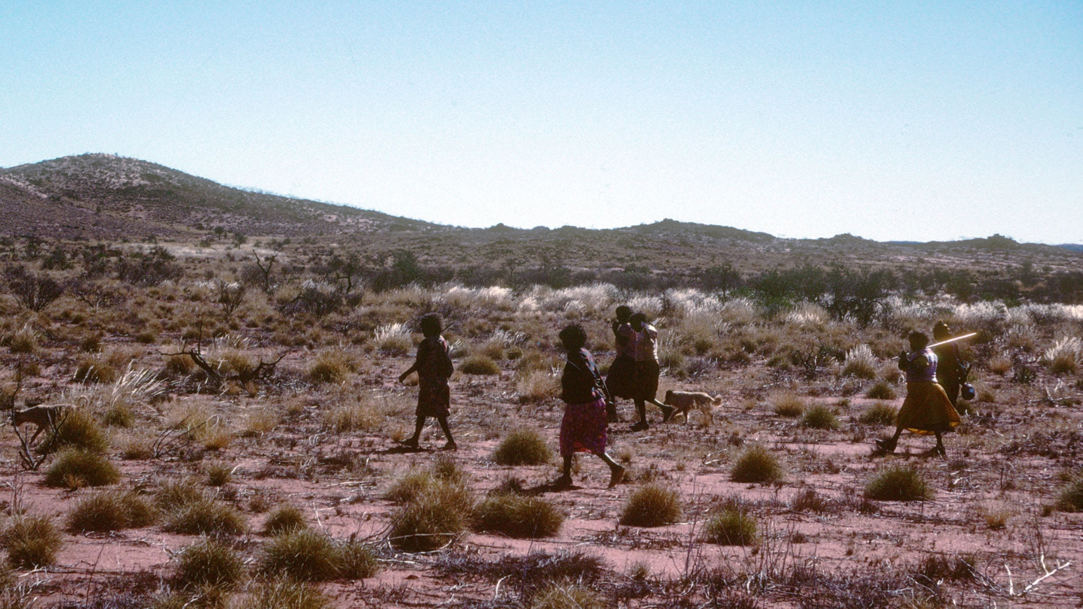 1988 Martu women head out from Parnngurr for a day's hunting on foot. Fiona walked with them each day for months.