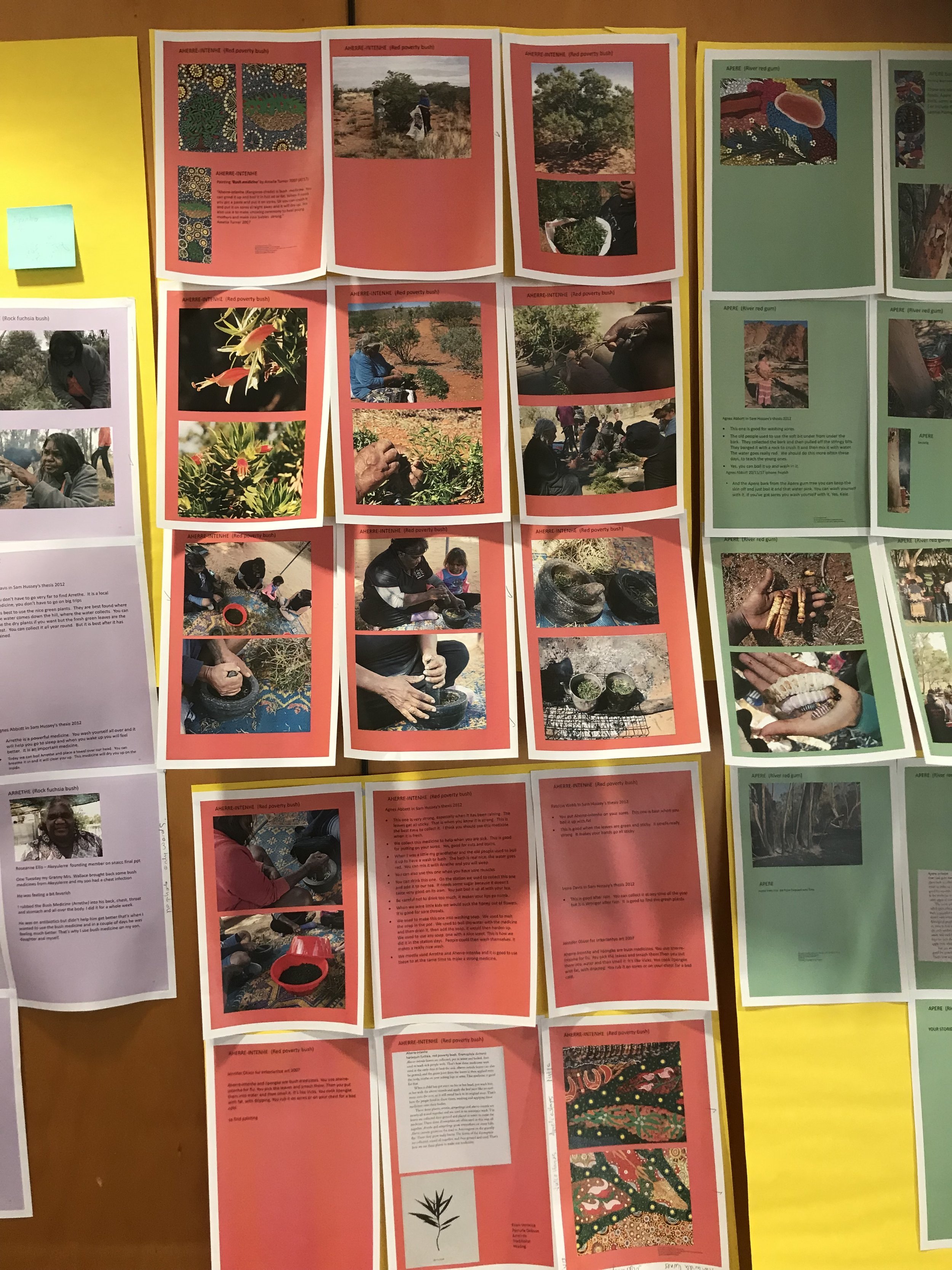 Content is displayed so participants can return to discuss it at their own pace. Here, potential stories and photos for bush medicine cards at an Akeyulerre workshop in 2017.