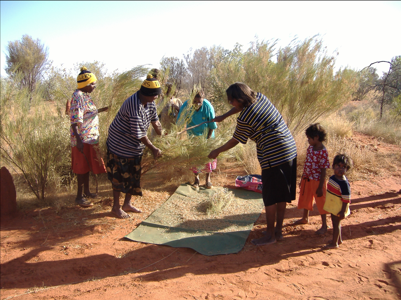 Women from Ampilawatja harvest Ilkerte for sale. At CSIRO Fiona and Josie Douglas researched and documented small-scale commercial trade 2005 - 2009.