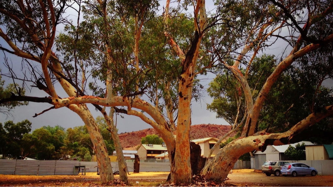 ‘Leaves and stories of the oldest tree in Alice Springs’ is Fiona’s restless project. Apere Mparntwe is a refuge, meeting and worship place over centuries. It is worthy of attention and protection. 