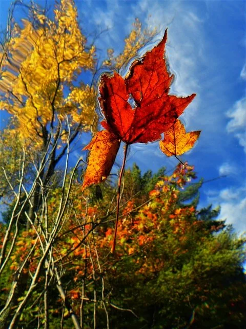 Fun with fall — Jim's Gibberish