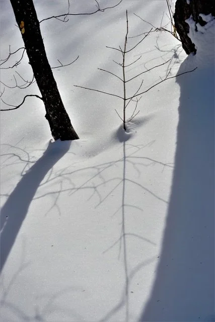 No sign of spring — Jim's Gibberish