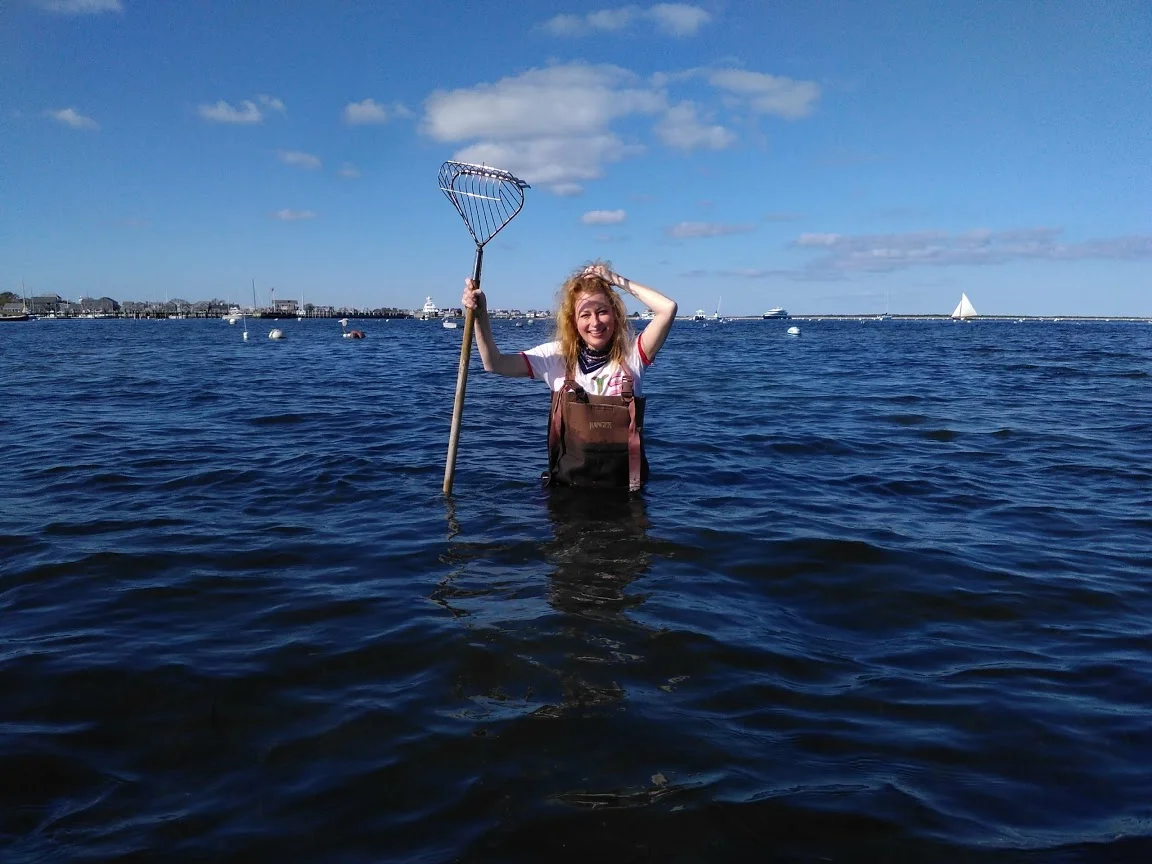 scalloping in nantucket harbor