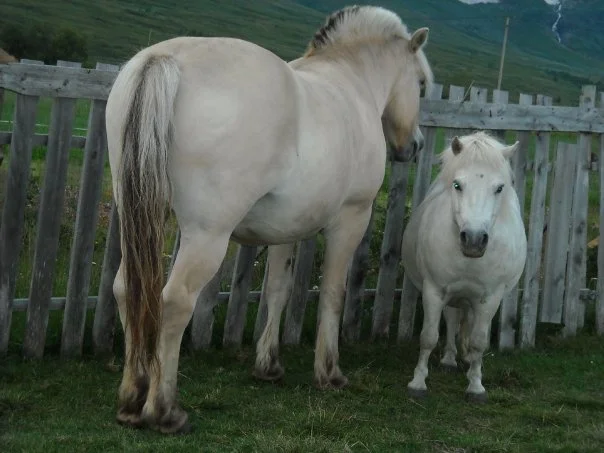 sweet horses