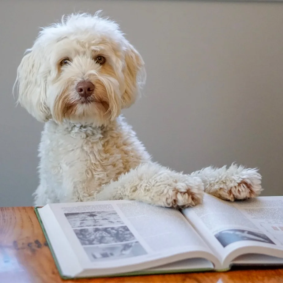 #ThinkLikeaPup's Top Five Dog Training Tips