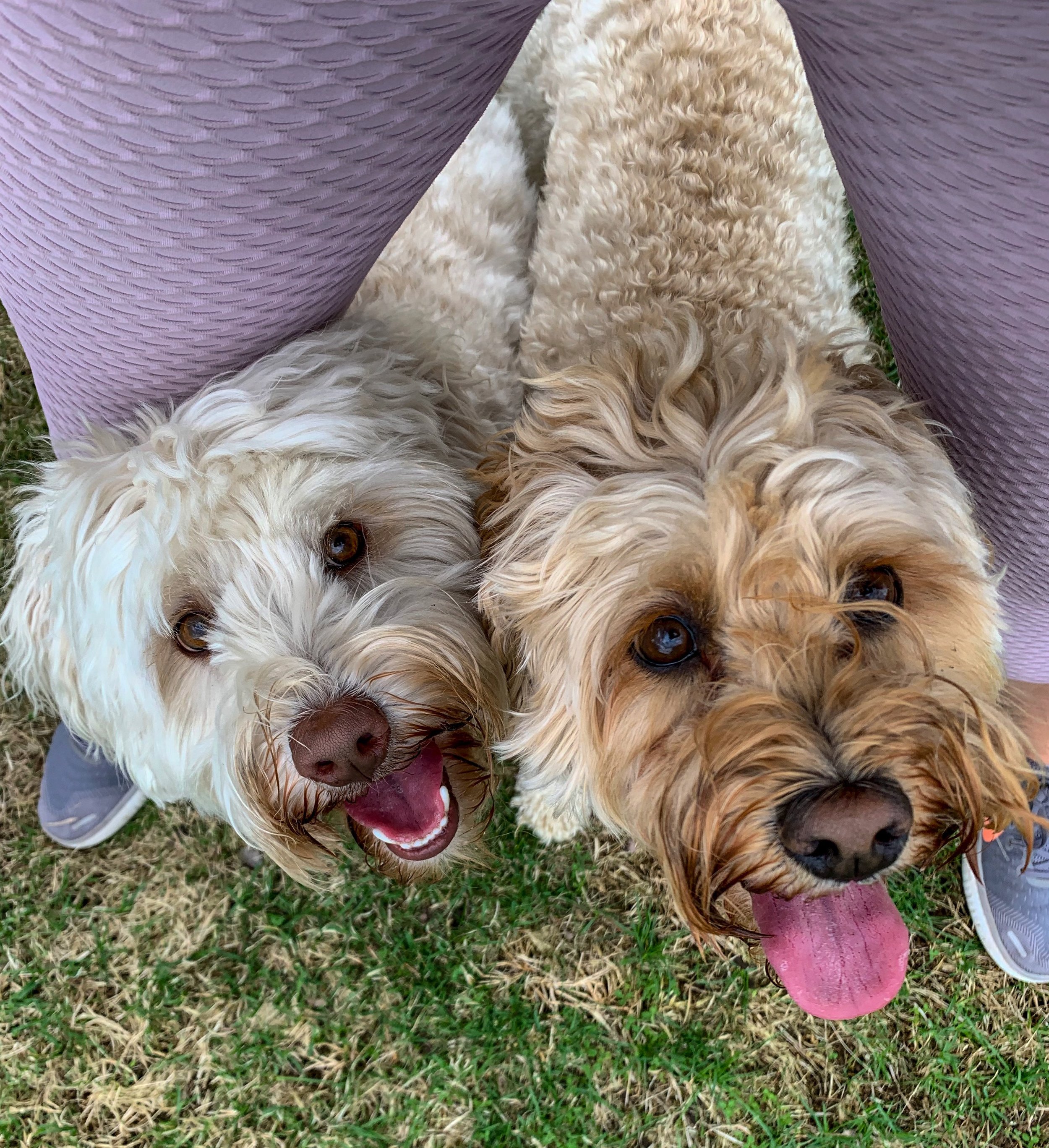 Is Your Dog Having a Good Time? 