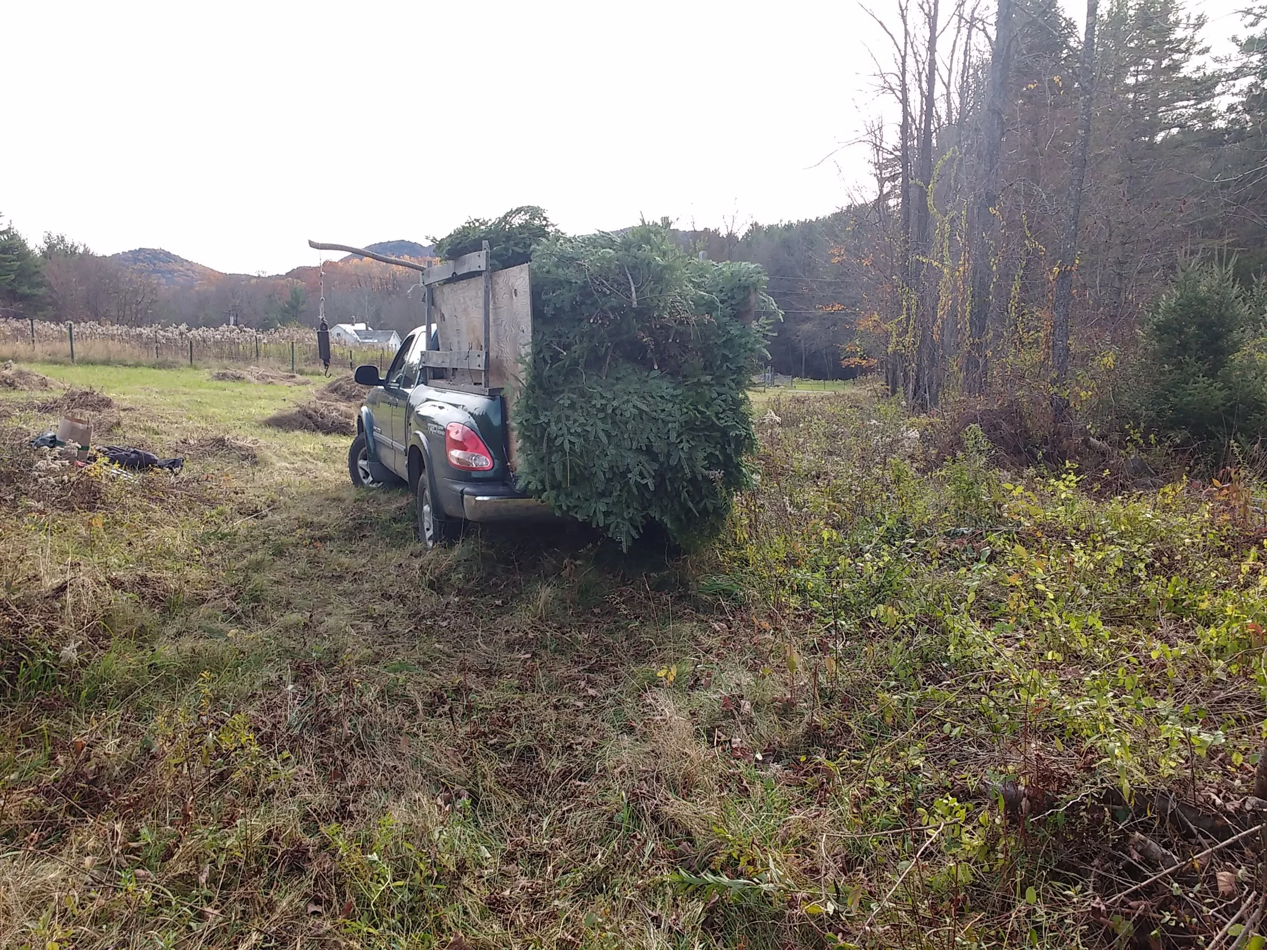 full load balsam.jpg