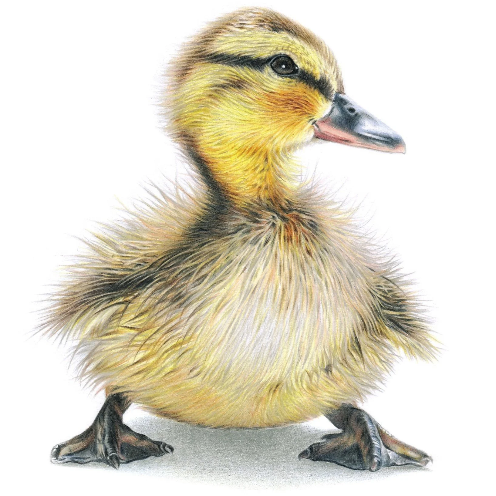 Duckling+-+Luke+Needham+Art.jpg
