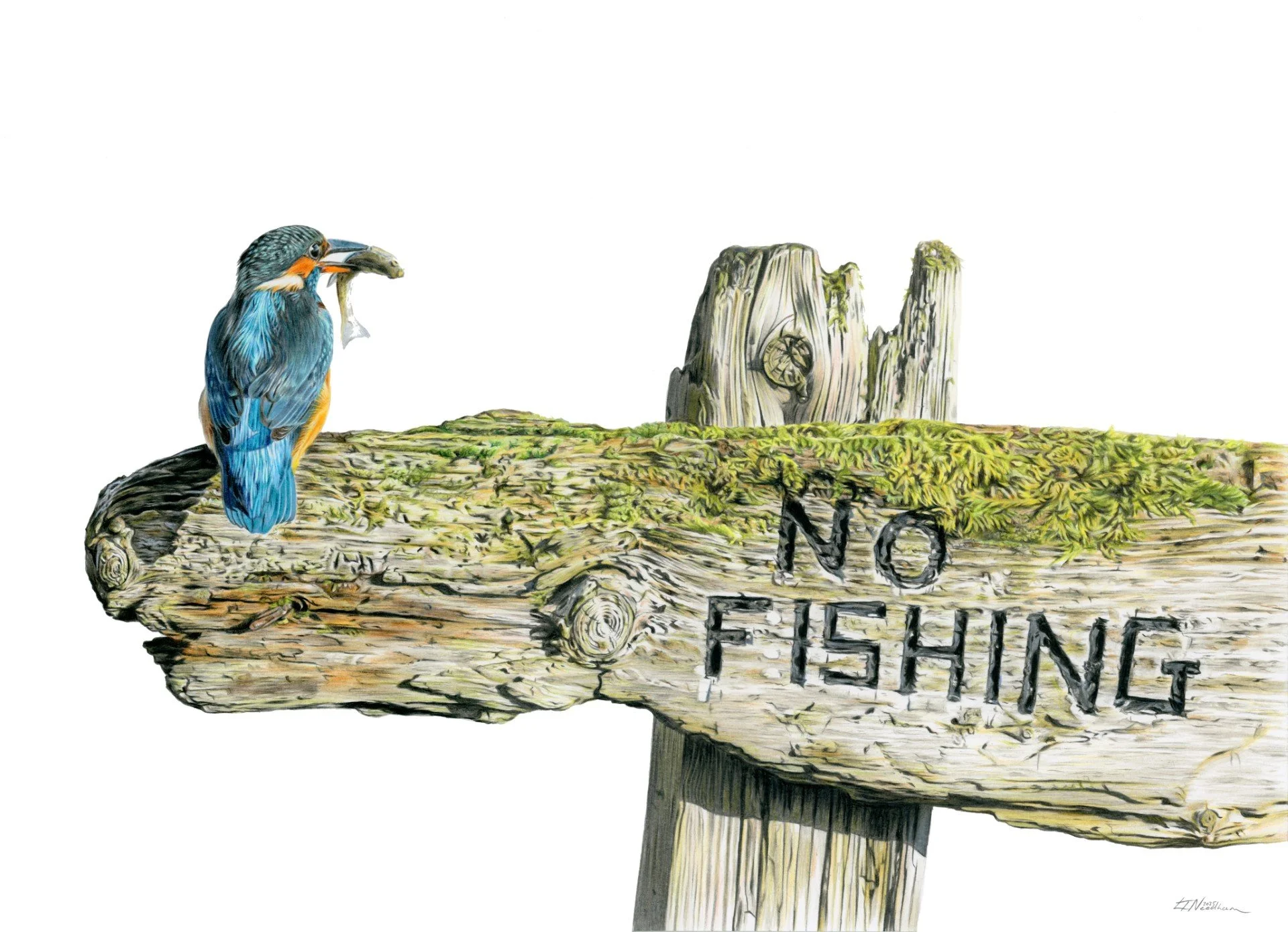 thumbnail_KIng fisher Know fishing copy.jpg