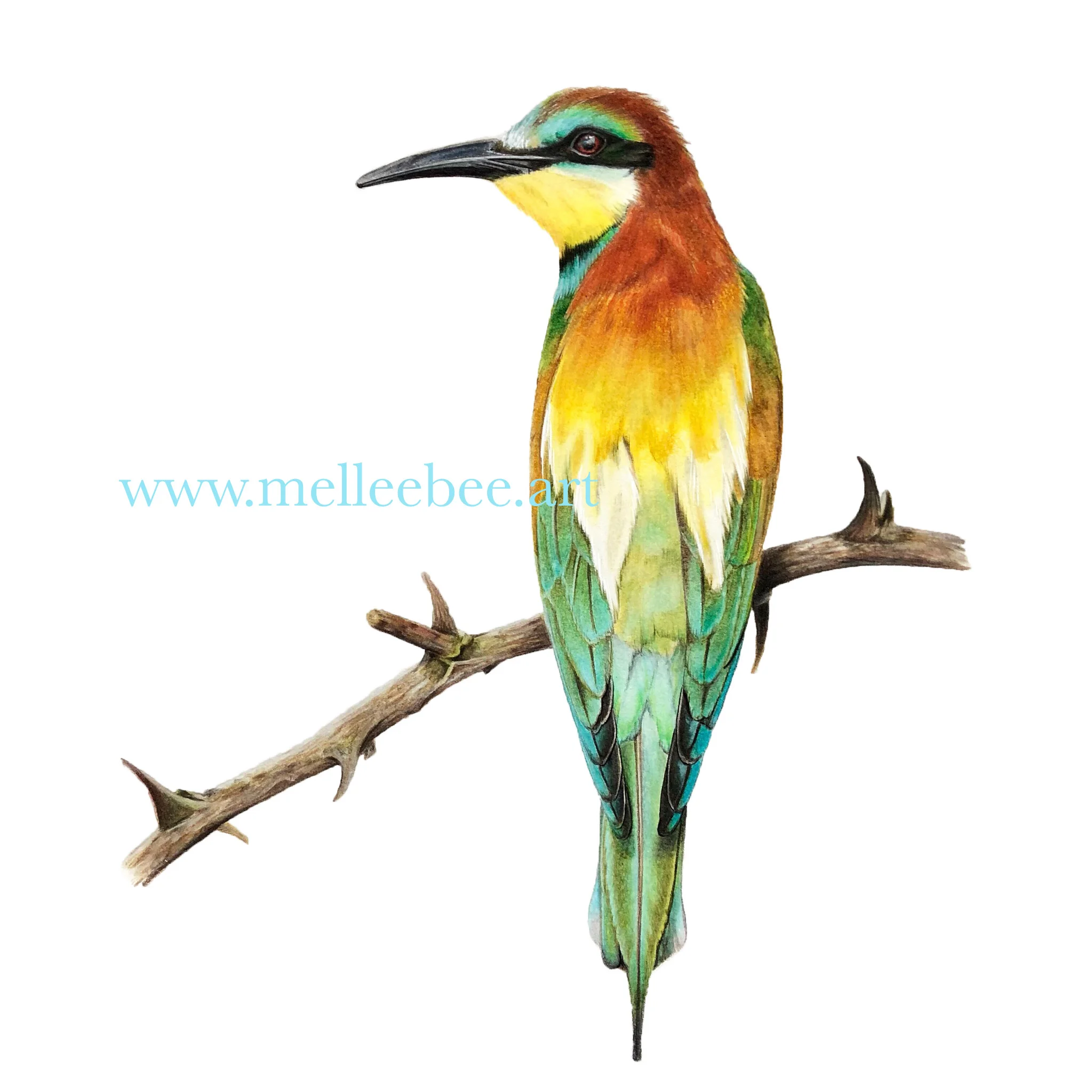 This image is not for sale. Please contact me for commissions if you are interested, or please visit my wildlife gallery. Thank you!