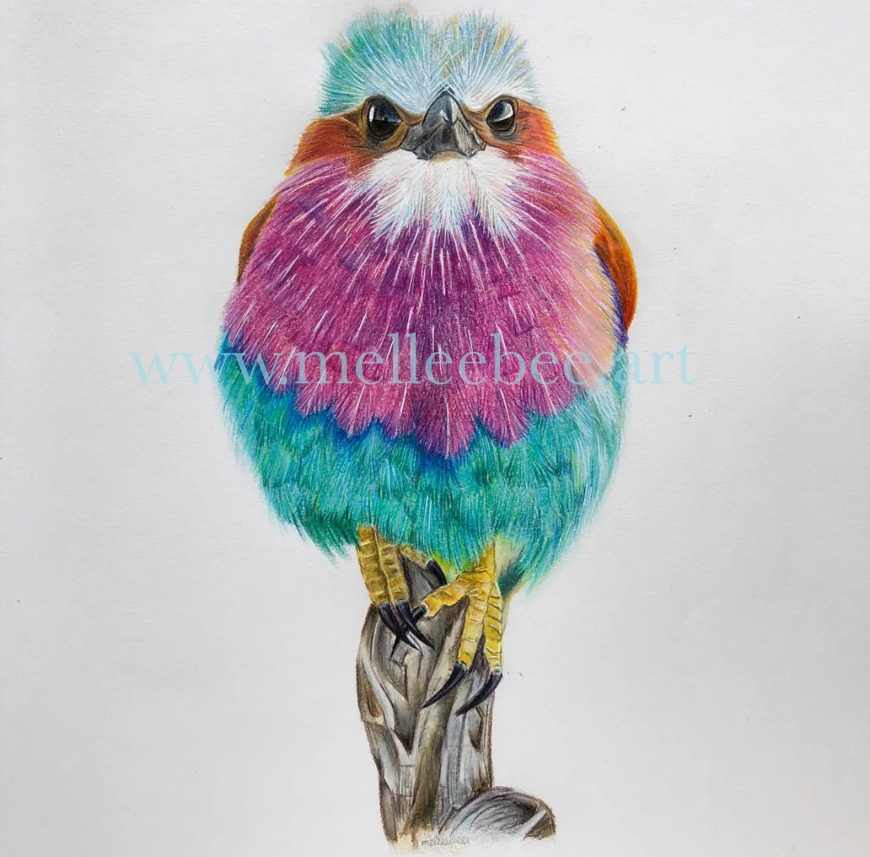 This image is not for sale. Please contact me for commissions if you are interested, or please visit my wildlife gallery. Thank you!