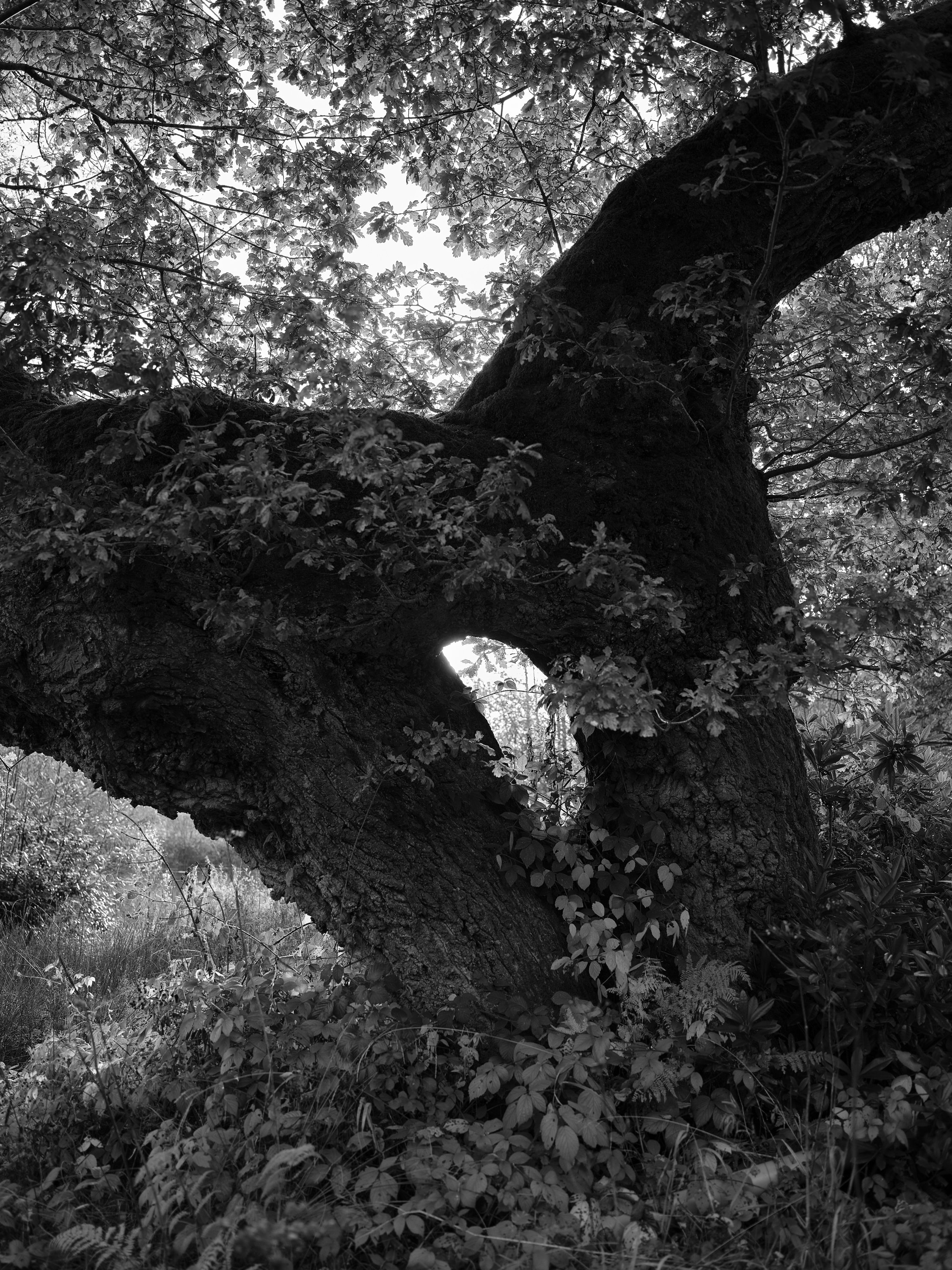 1_1 On The Land An Oak Will Grow_Chapter 1_Competition_Print_010.jpg