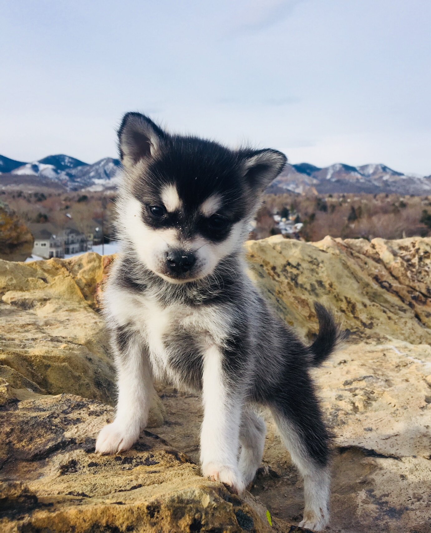 Siberian Husky and Alaskan Klee Kai  Alaskan klee kai, Alaskan klee kai  puppy, Alaskan husky