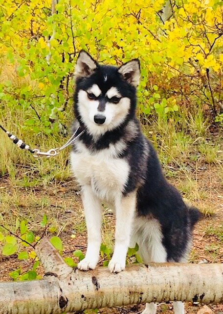 Siberian Husky and Alaskan Klee Kai  Alaskan klee kai, Alaskan klee kai  puppy, Alaskan husky