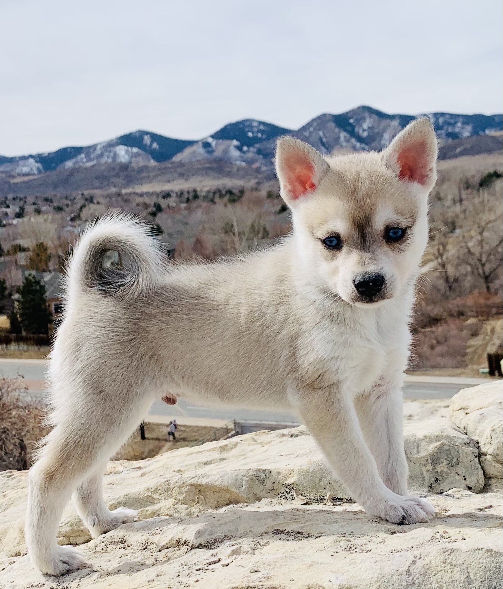 Valley Vetco - 🐶🐾SPOTLIGHT ON THE ALASKAN KLEE KAI🐾🐶 The klee kai comes  in three sizes: standard, over 15 inches up to and including 17 inches;  miniature, over 13 inches up to