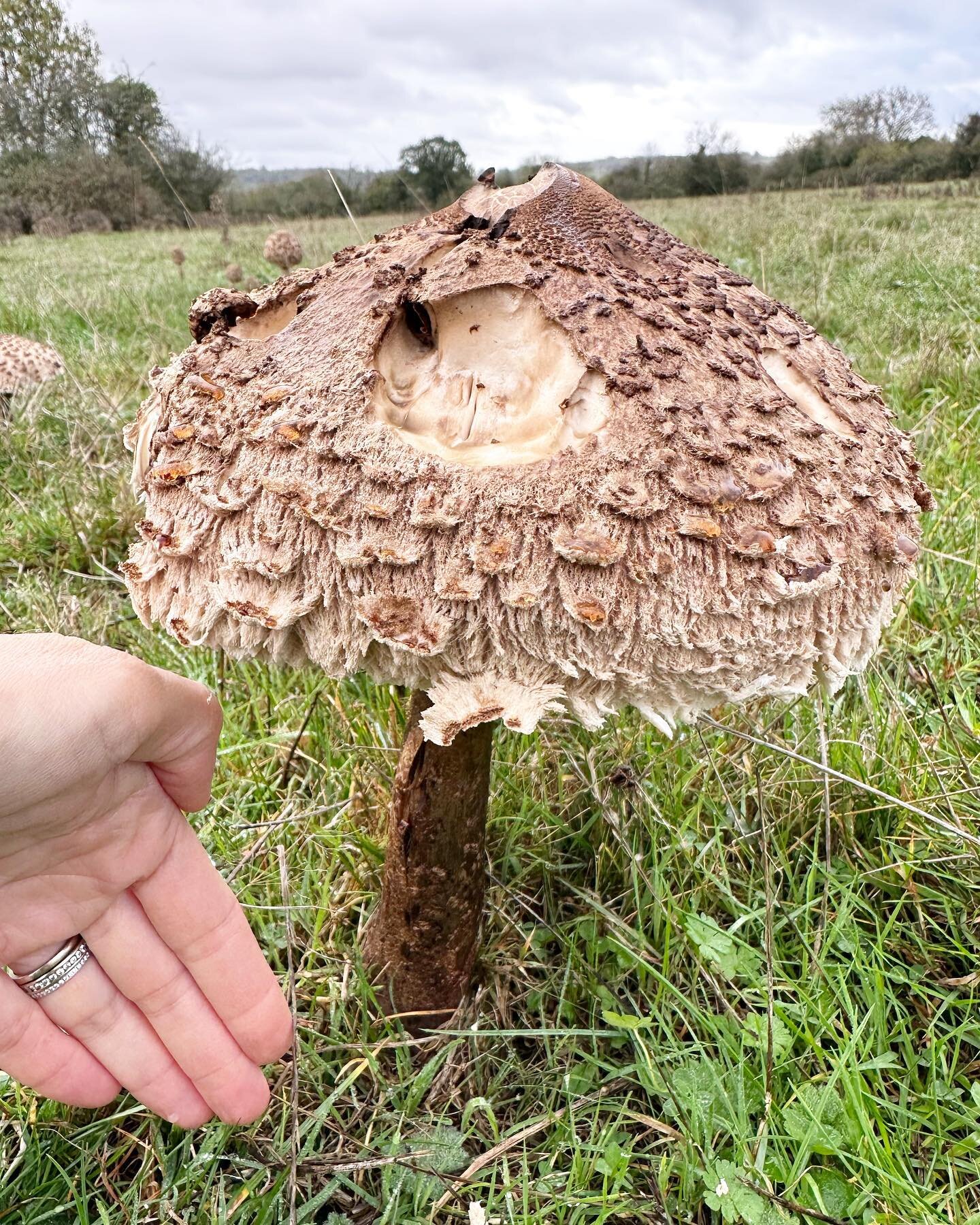 Mushroom season 🍄 I love a mushroom (not as much as I love moss). They seem to be particularly good this year, here&rsquo;s a selection I&rsquo;ve found over the last few weeks, including a not very good picture of a fairy ring or ring of mushrooms 