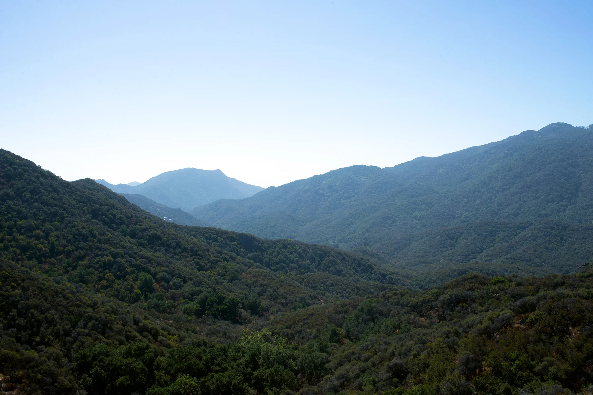 Western Mulholland 6843