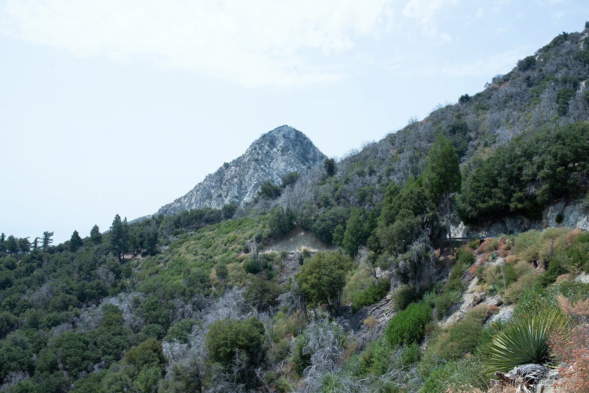 Mt. Wilson 6432