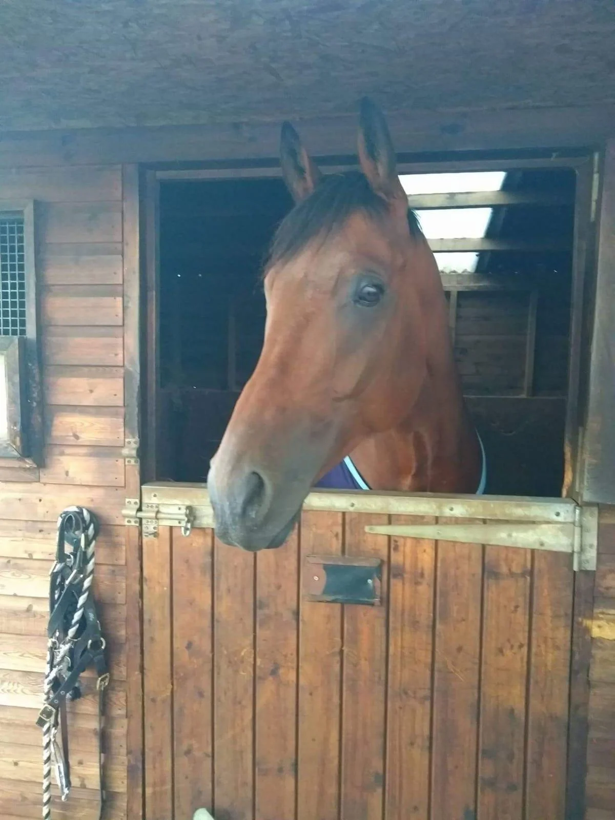 Tiger face in stable.jpg