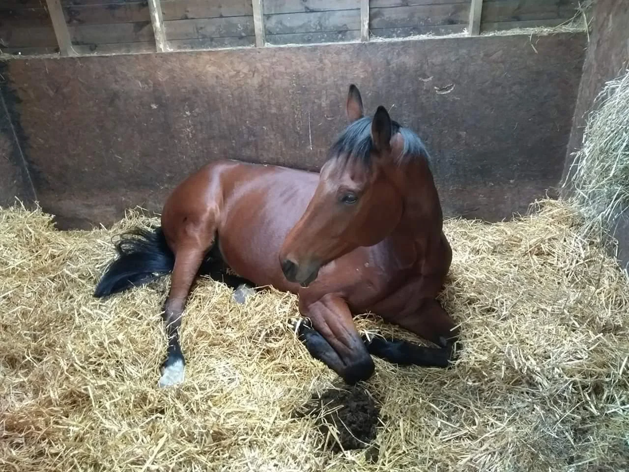 Tiger in stable chilling.jpg