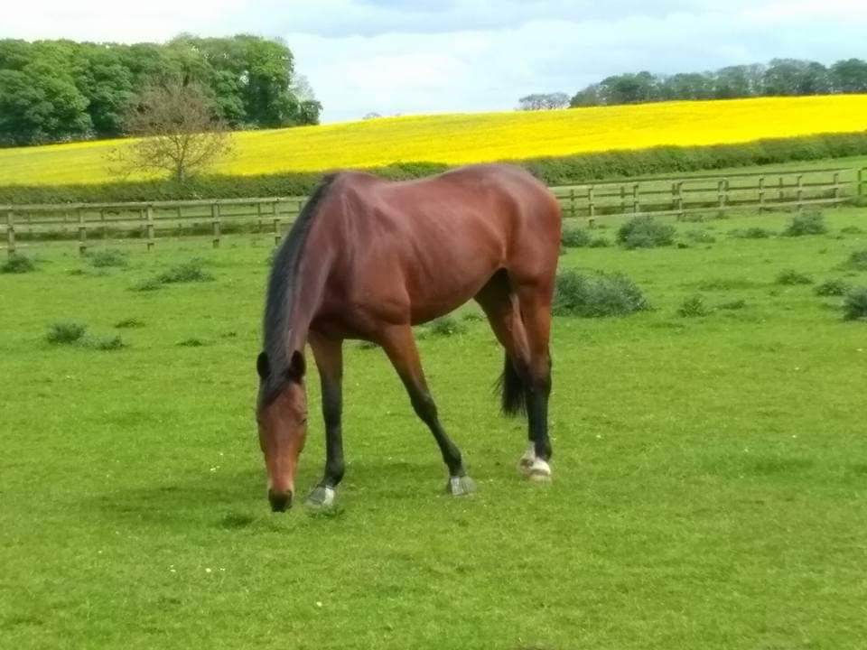 Tiger in field grazing.jpg