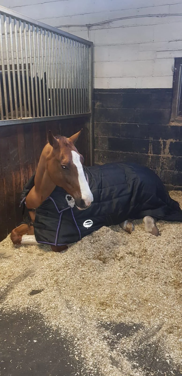 Zoom resting in stable.jpg