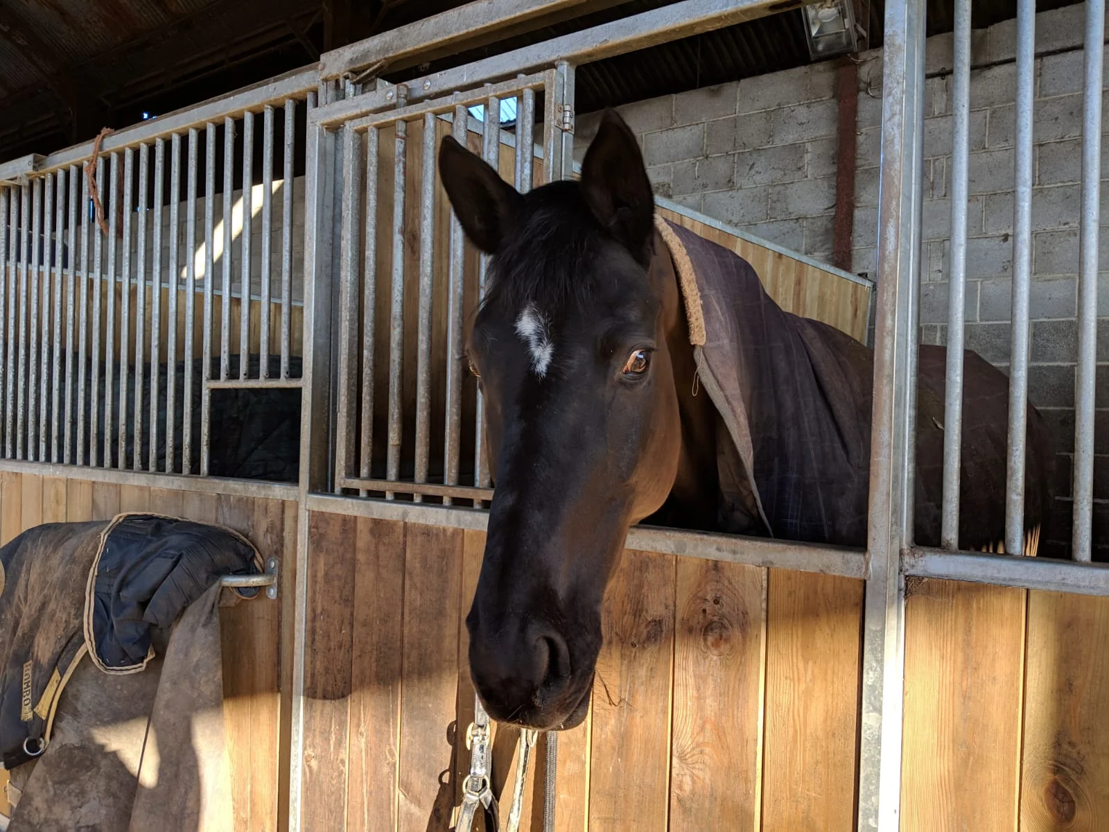 patience in stable 2.jpg