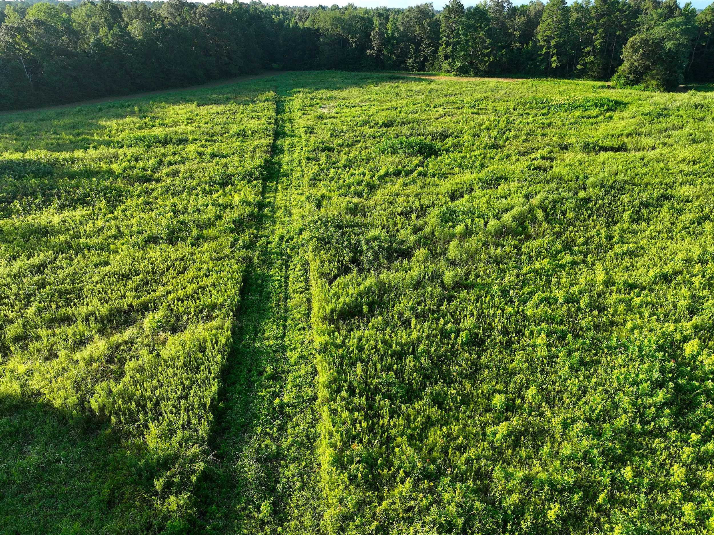 dji_fly_20250725_081354_744_1753449383987_photo.jpeg