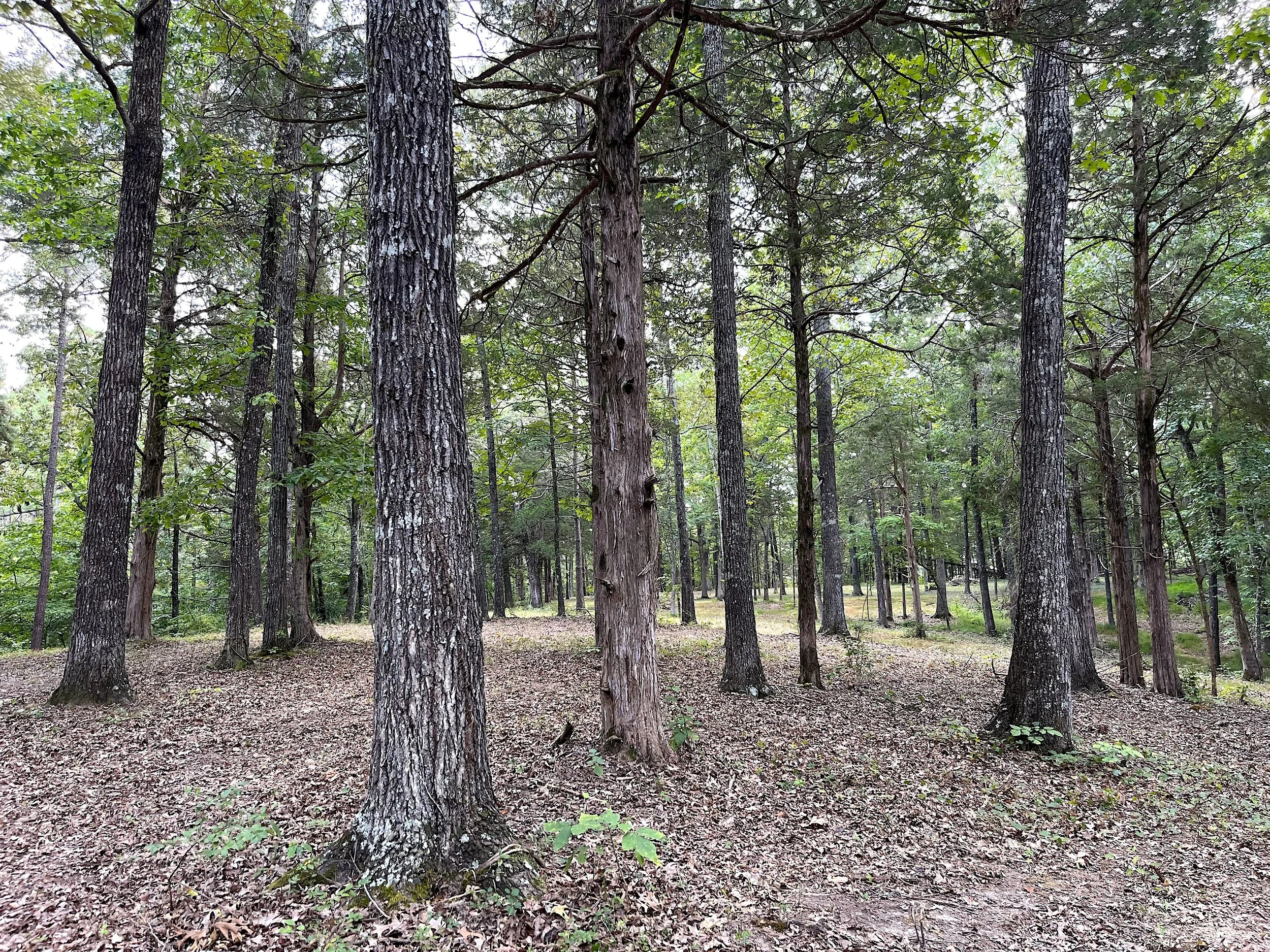 Cedar Trail
