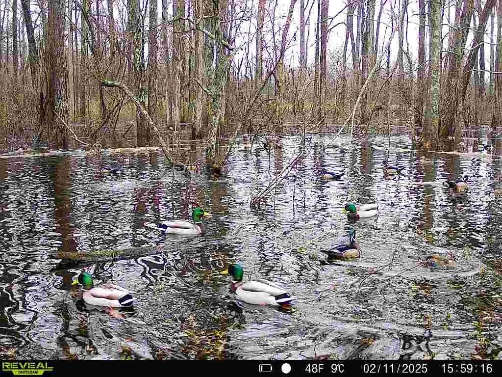 Garner Woods
