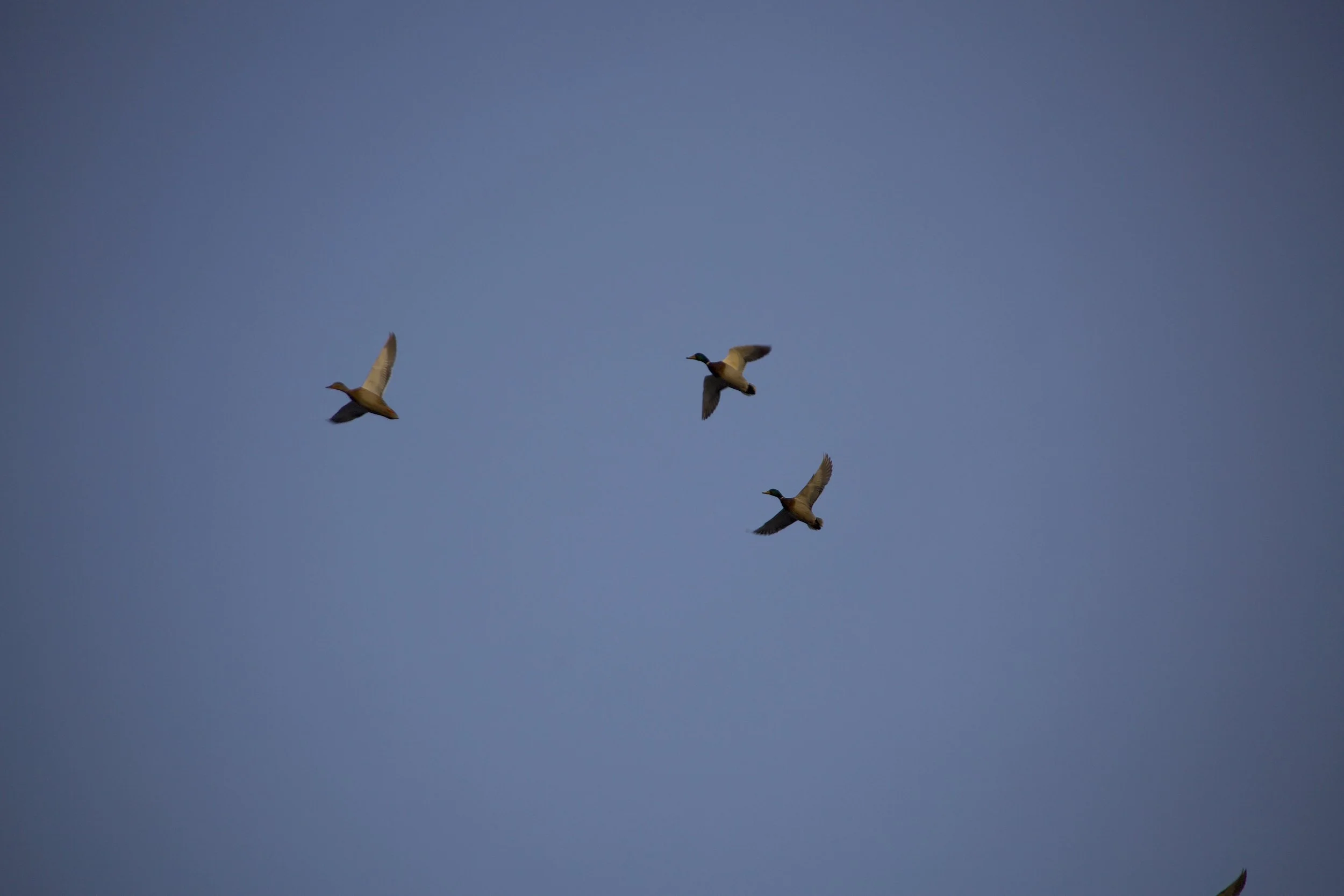 3 ducks.jpeg