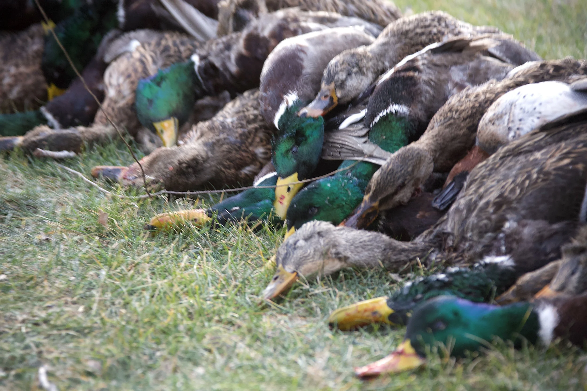 close up plie o ducks.jpeg