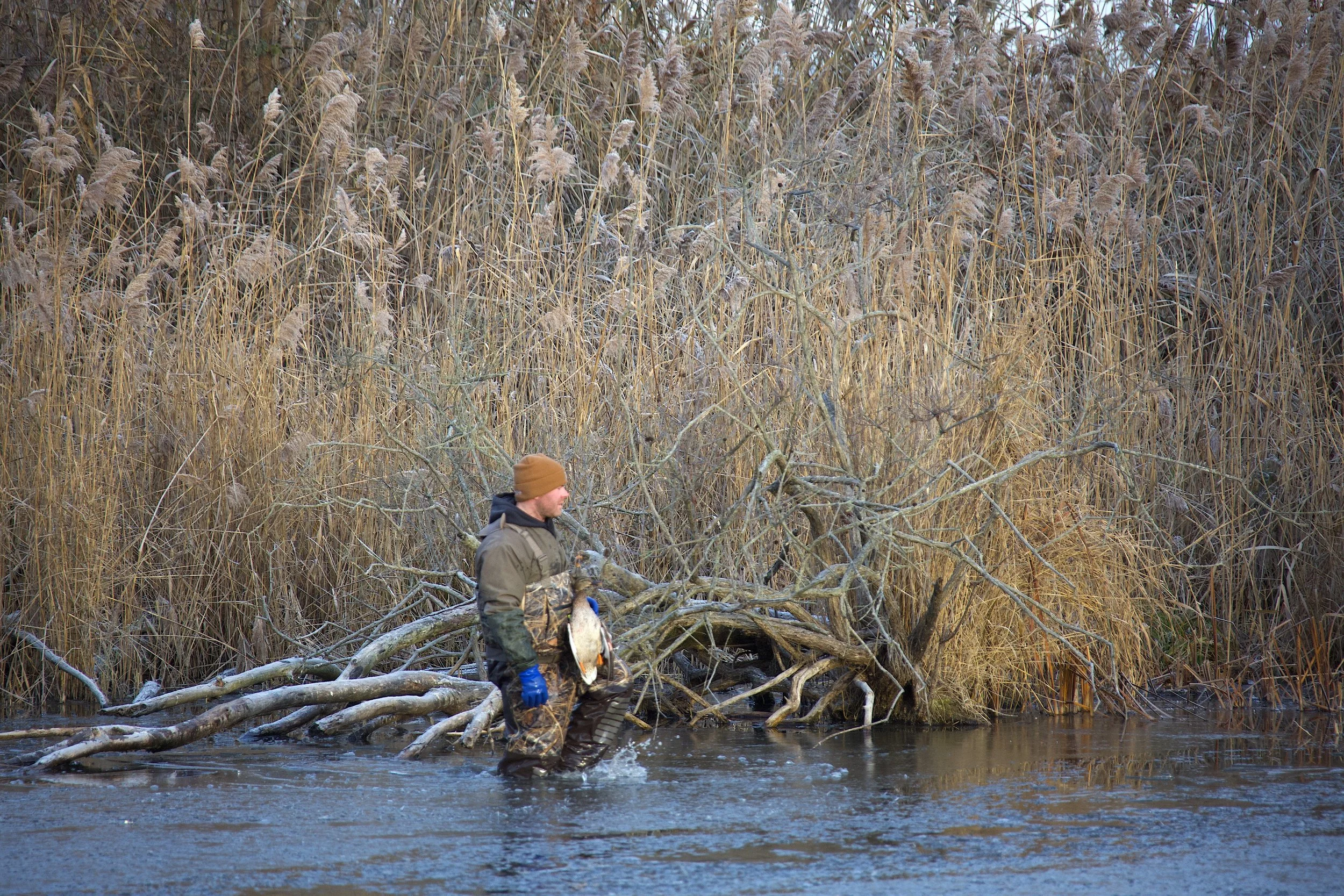 Hunter in marsh.jpeg