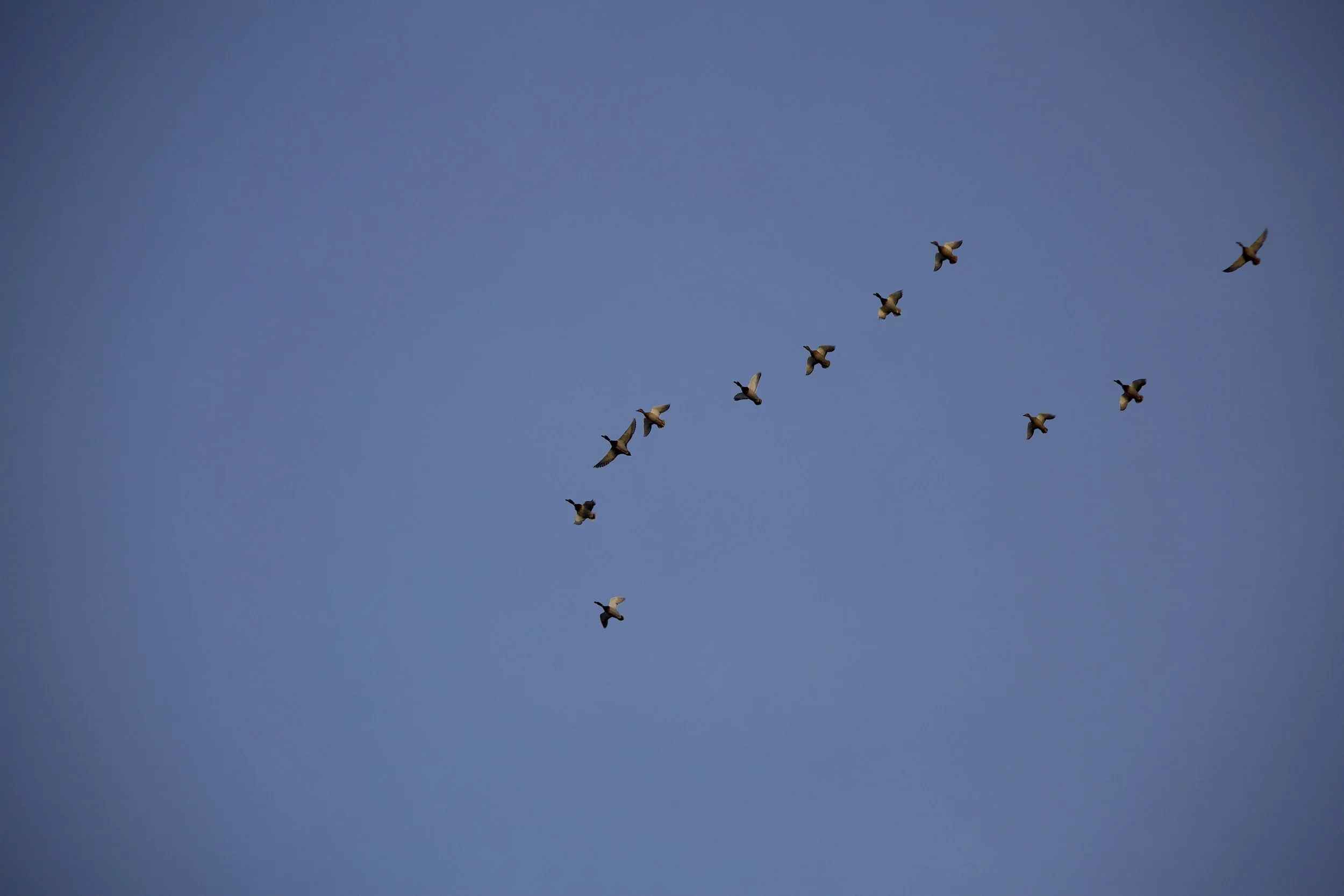 lots mallards working.jpeg