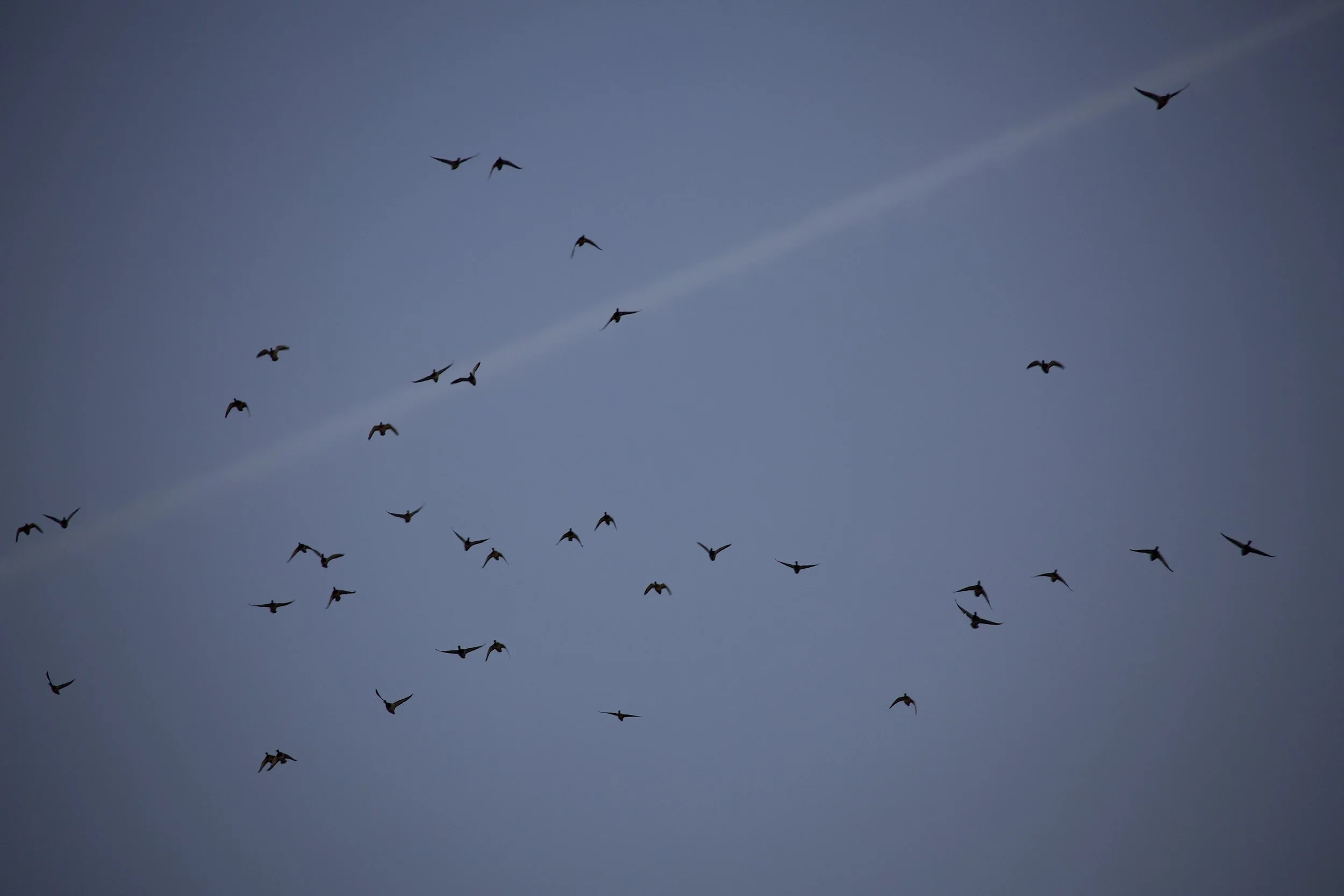 lots of ducks.jpeg