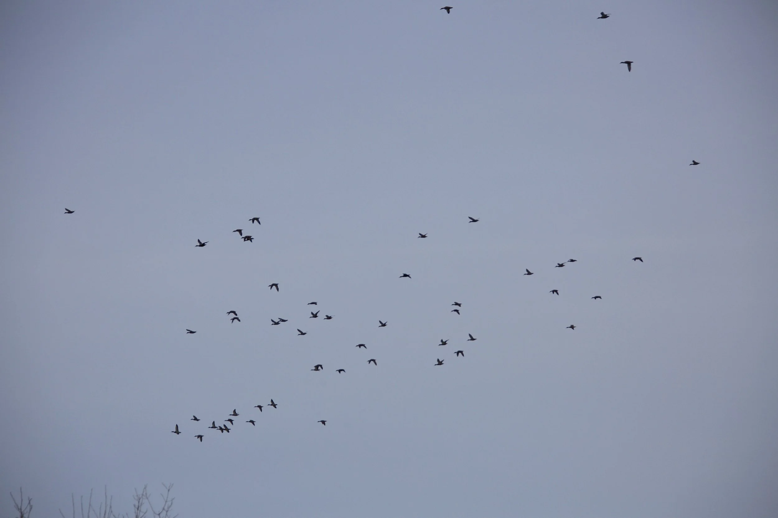 lots of mallards in air.jpeg