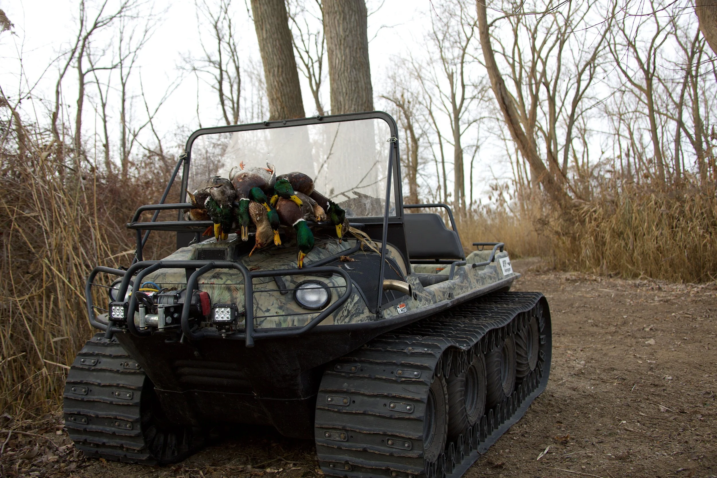 mallards on argo 4.jpeg