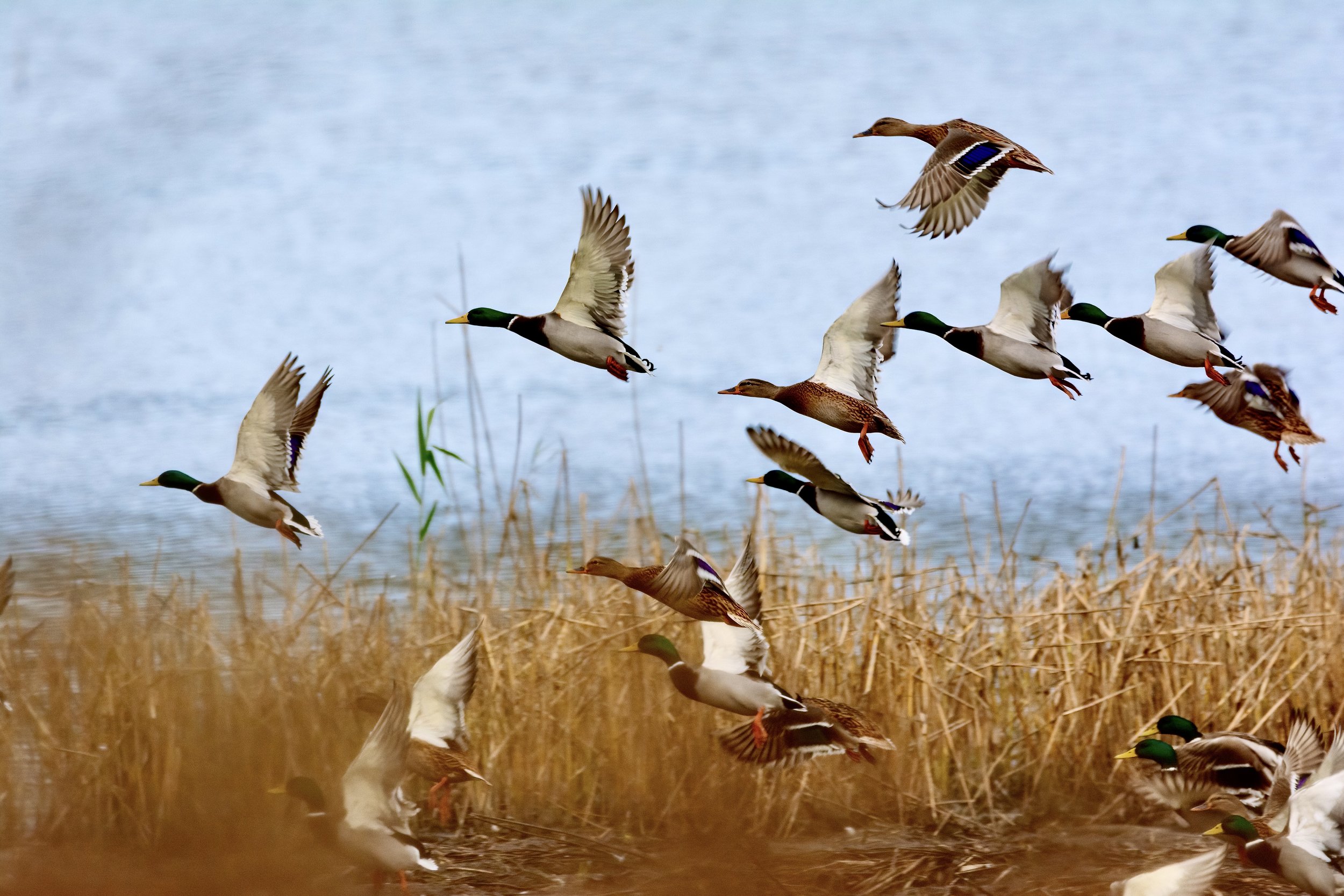 flying-mallards-2023-11-27-05-30-55-utc 2.jpg