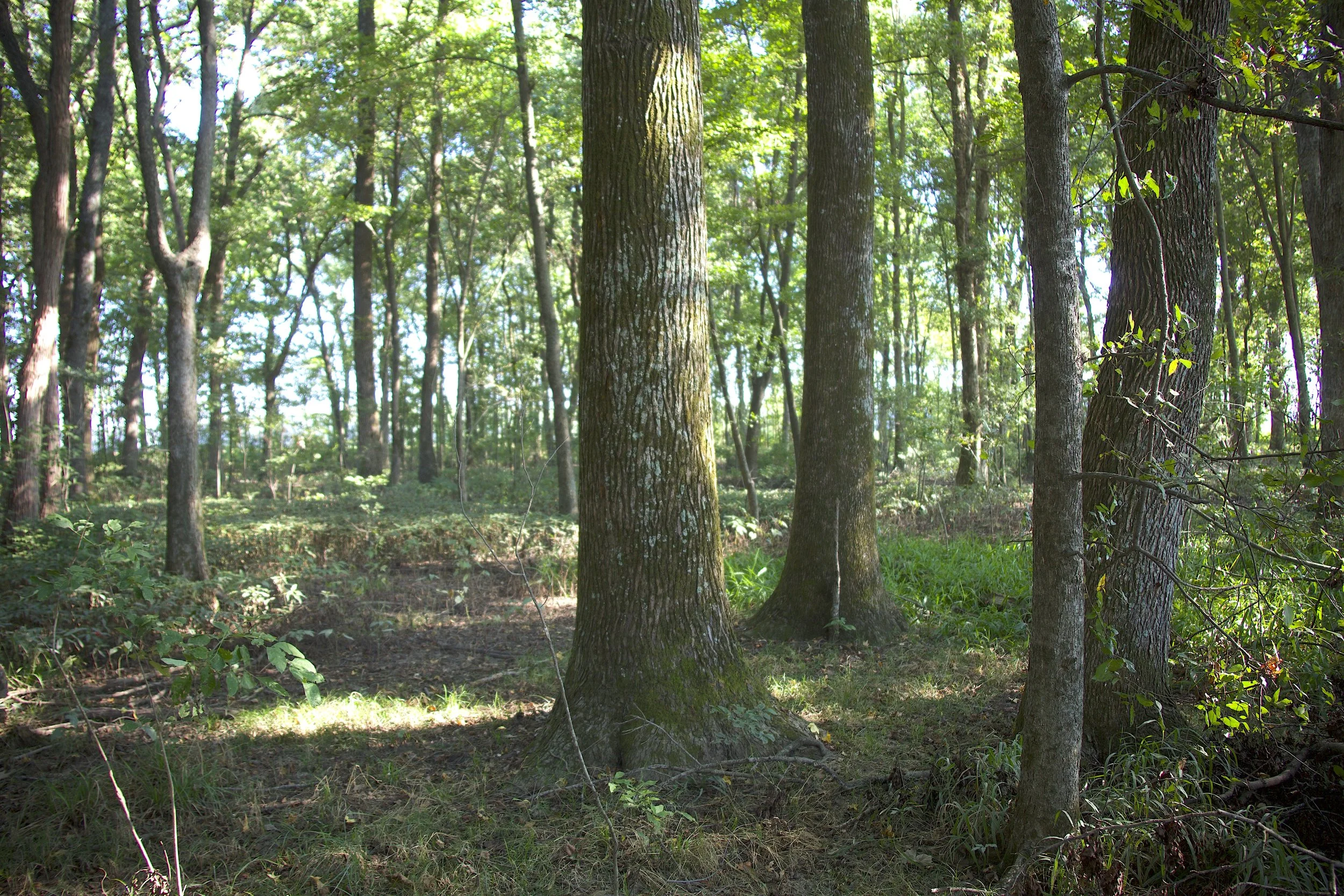 Garner Woods