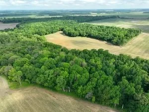 Garner Woods